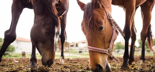golden horses